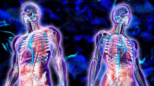 cuerpo humano